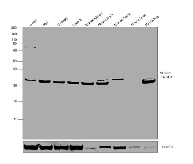 VDAC Antibody in Western Blot (WB)