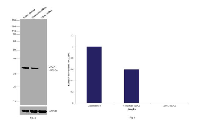 VDAC Antibody in Western Blot (WB)