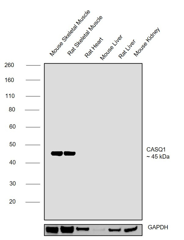 Calsequestrin Antibody