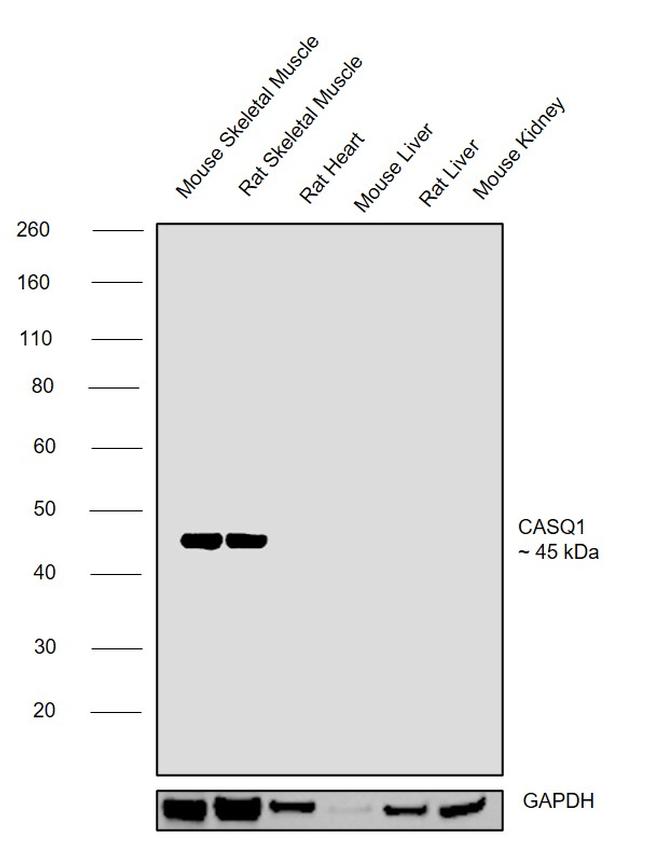 Calsequestrin Antibody in Western Blot (WB)