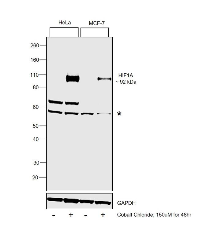 HIF1A Antibody in Western Blot (WB)