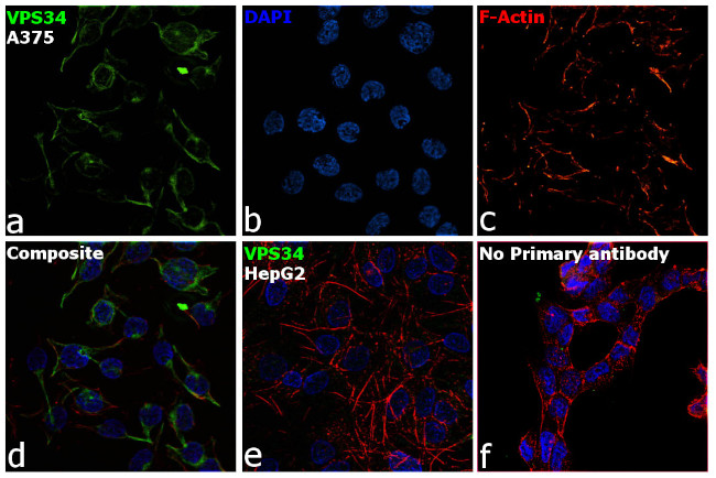 VPS34 Antibody in Immunocytochemistry (ICC/IF)