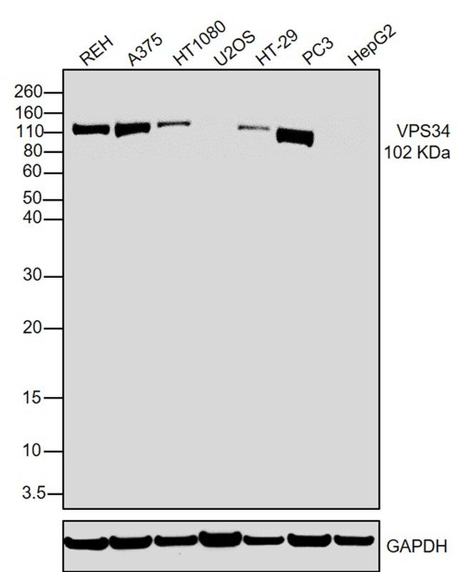 VPS34 Antibody in Western Blot (WB)