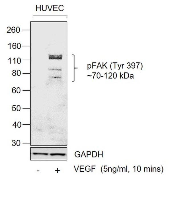 Phospho-FAK (Tyr397) Antibody in Western Blot (WB)