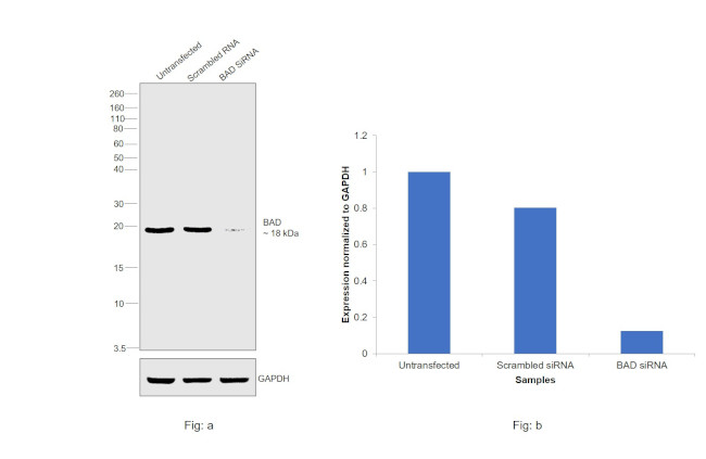 BAD Antibody