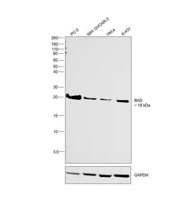 BAD Antibody in Western Blot (WB)