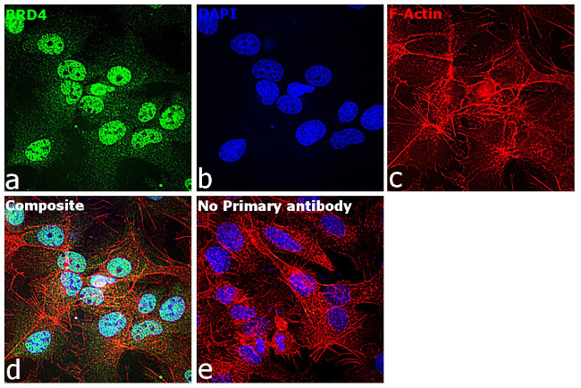 BRD4 Antibody in Immunocytochemistry (ICC/IF)