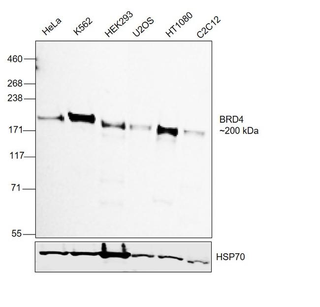 BRD4 Antibody in Western Blot (WB)