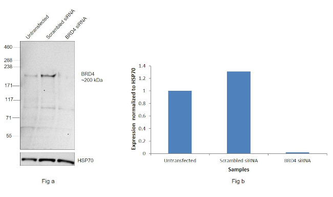 BRD4 Antibody