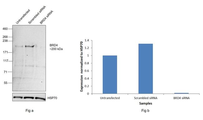 BRD4 Antibody in Western Blot (WB)