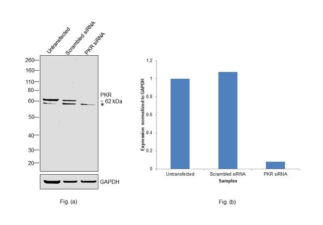 PKR Antibody in Western Blot (WB)