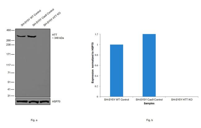 Huntingtin Antibody in Western Blot (WB)