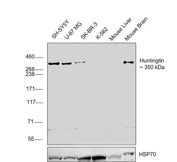 Huntingtin Antibody