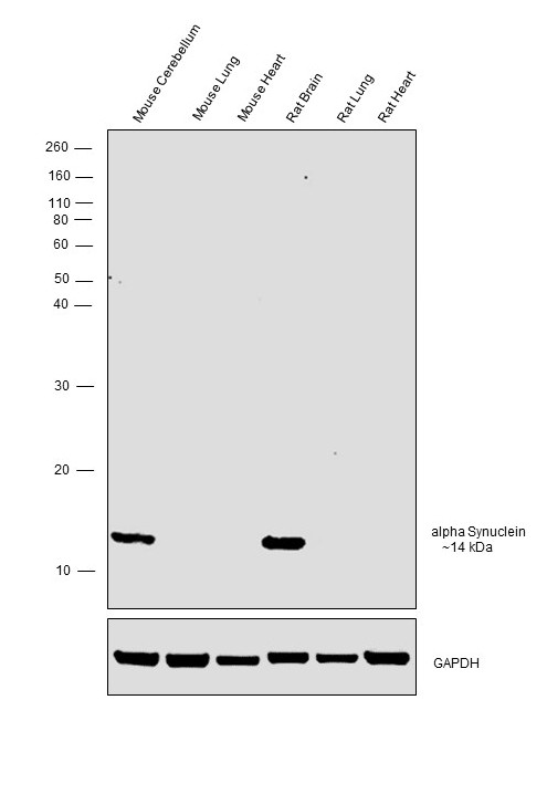 alpha Synuclein Antibody