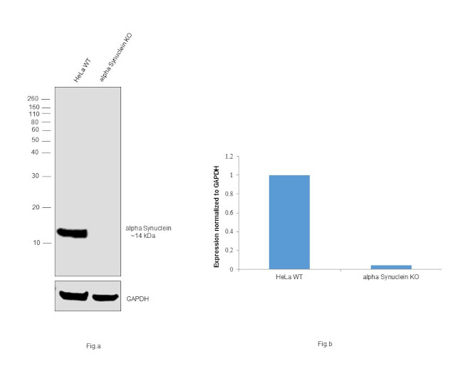 alpha Synuclein Antibody