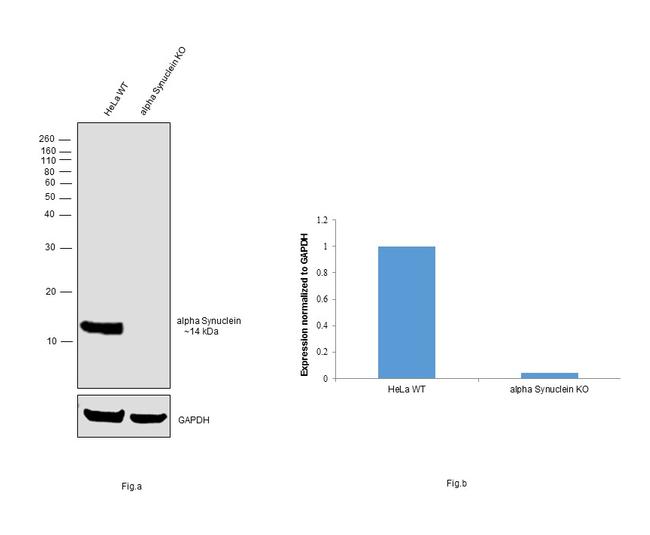 alpha Synuclein Antibody in Western Blot (WB)