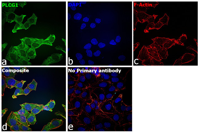 PLCG1 Antibody in Immunocytochemistry (ICC/IF)