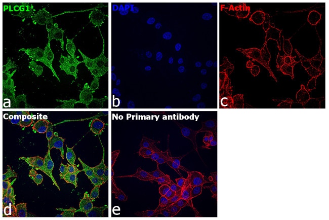 PLCG1 Antibody in Immunocytochemistry (ICC/IF)