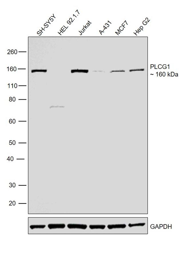 PLCG1 Antibody in Western Blot (WB)