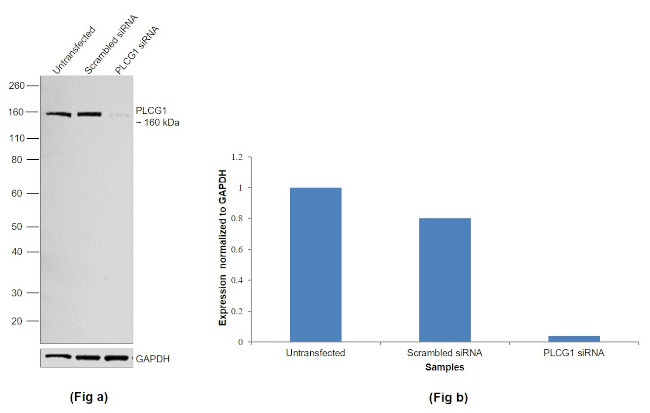 PLCG1 Antibody