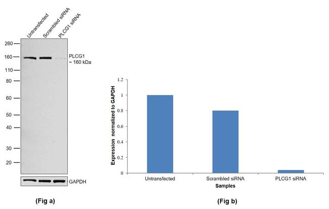 PLCG1 Antibody in Western Blot (WB)