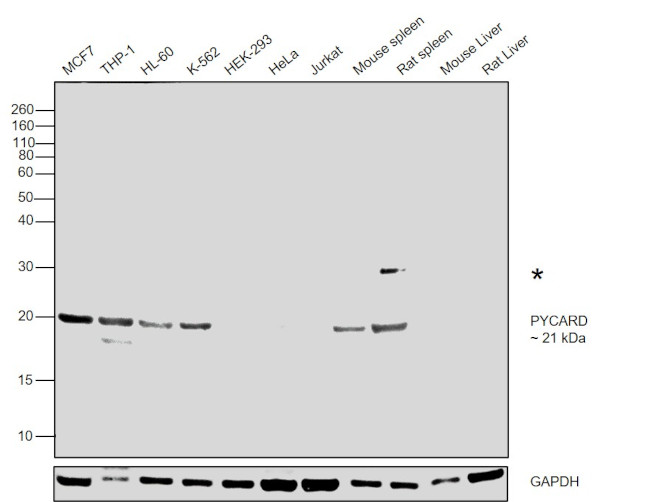 PYCARD Antibody