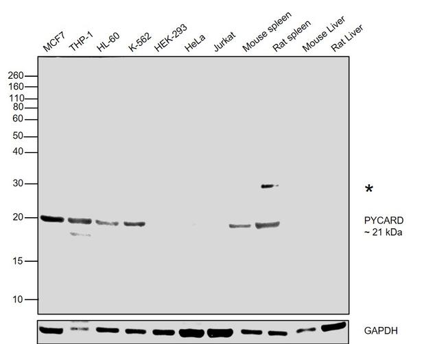 PYCARD Antibody in Western Blot (WB)