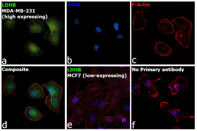 LDHB Antibody in Immunocytochemistry (ICC/IF)