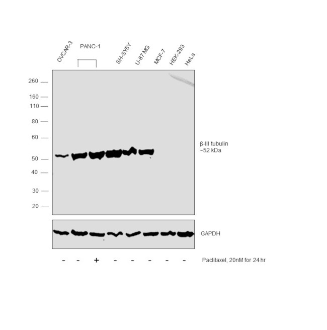 Beta III Tubulin Antibody