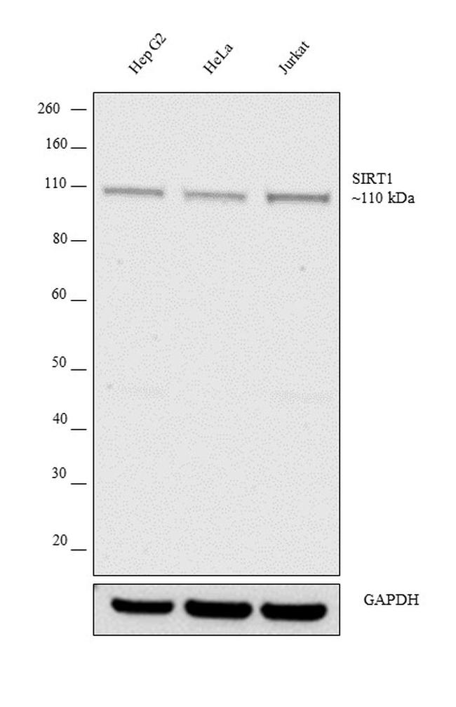 SIRT1 Antibody in Western Blot (WB)