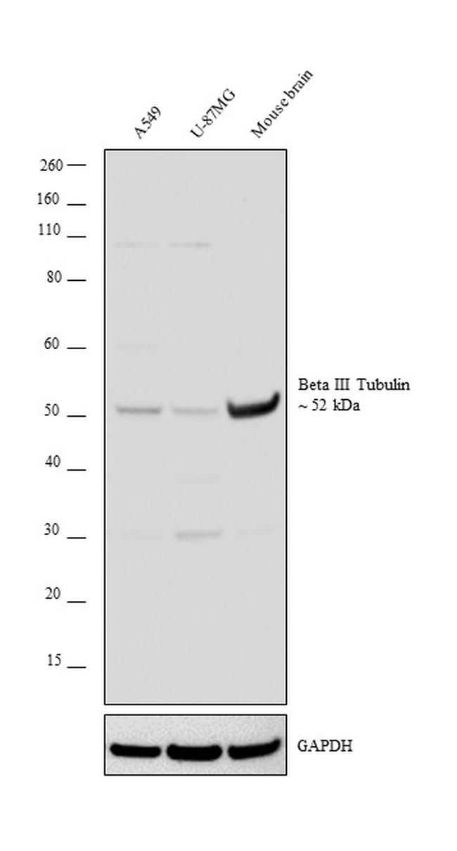 Beta III Tubulin Antibody in Western Blot (WB)