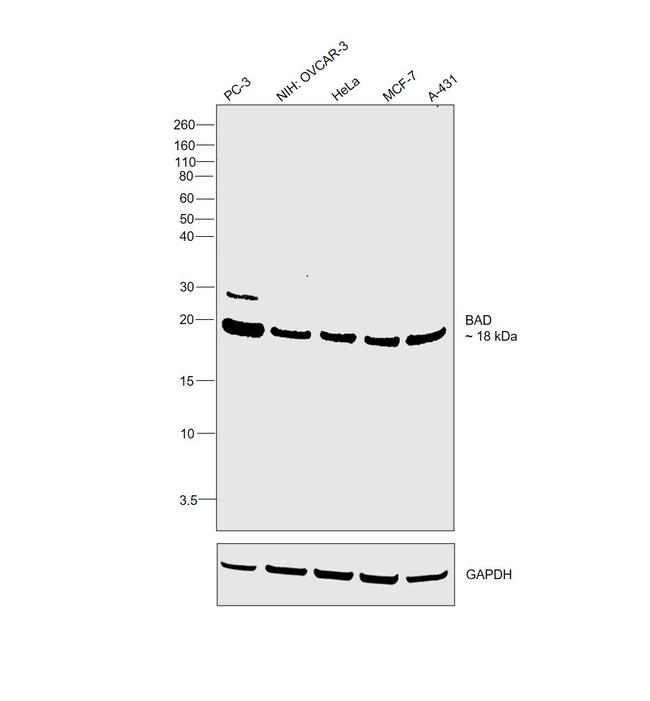 BAD Antibody in Western Blot (WB)