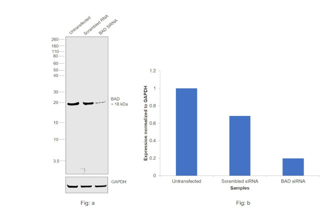 BAD Antibody