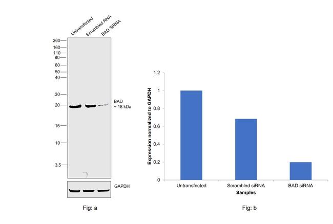 BAD Antibody in Western Blot (WB)