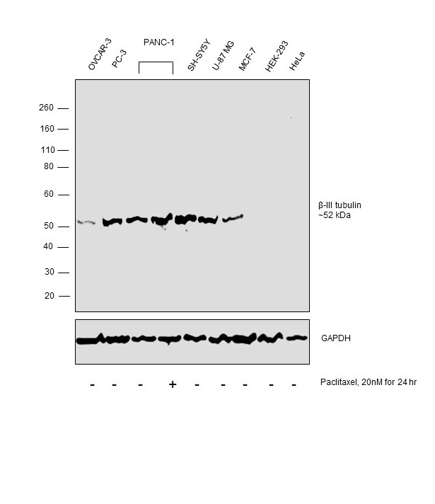 beta-3 Tubulin Antibody