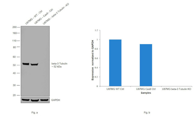 beta-3 Tubulin Antibody