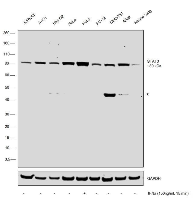 STAT3 Antibody in Western Blot (WB)