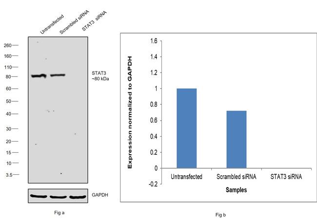 STAT3 Antibody in Western Blot (WB)