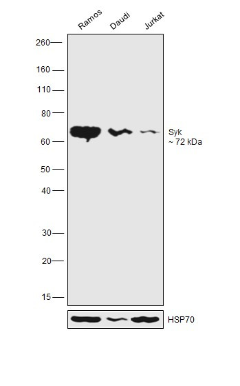 Syk Antibody