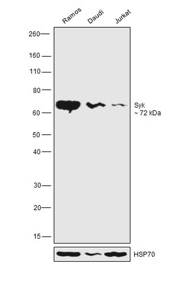 Syk Antibody in Western Blot (WB)