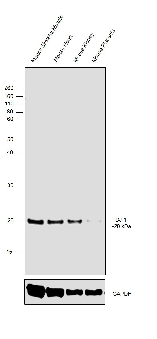 DJ-1 Antibody