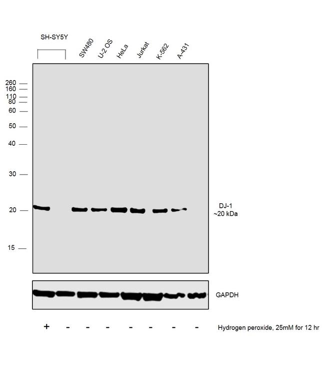 DJ-1 Antibody in Western Blot (WB)