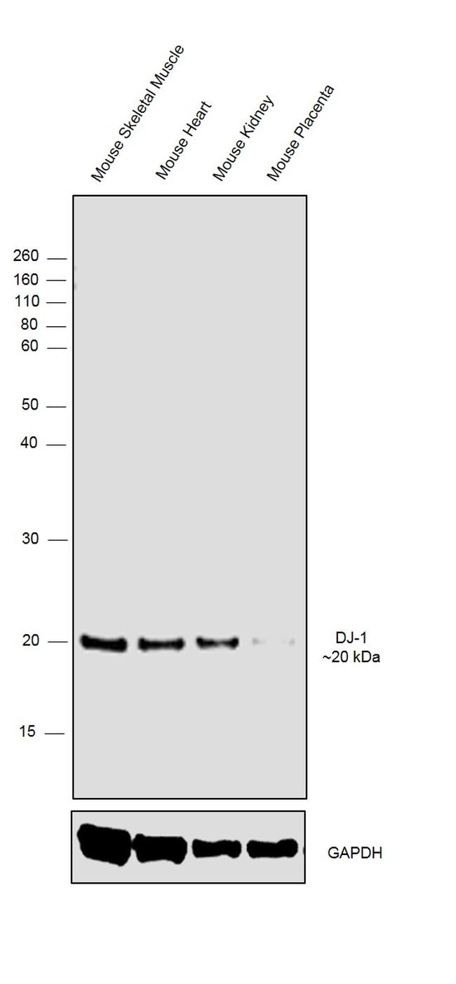 DJ-1 Antibody in Western Blot (WB)