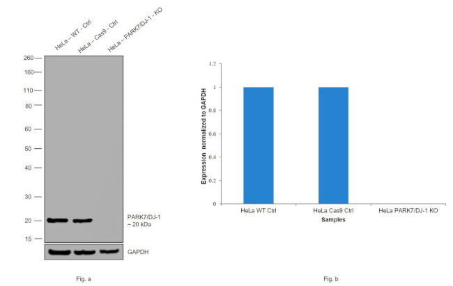 DJ-1 Antibody