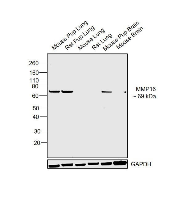 MMP16 Antibody