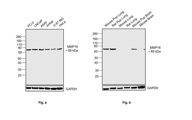 MMP16 Antibody in Western Blot (WB)