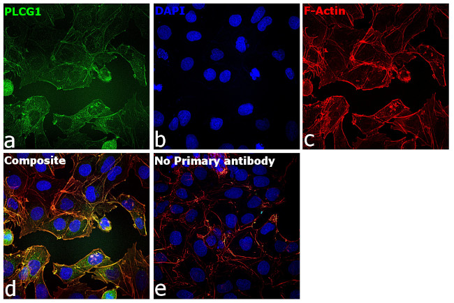 PLCG1 Antibody in Immunocytochemistry (ICC/IF)