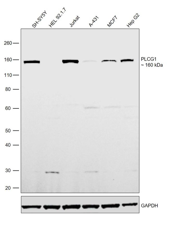 PLCG1 Antibody in Western Blot (WB)