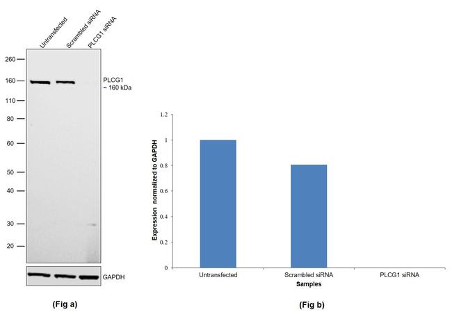 PLCG1 Antibody in Western Blot (WB)