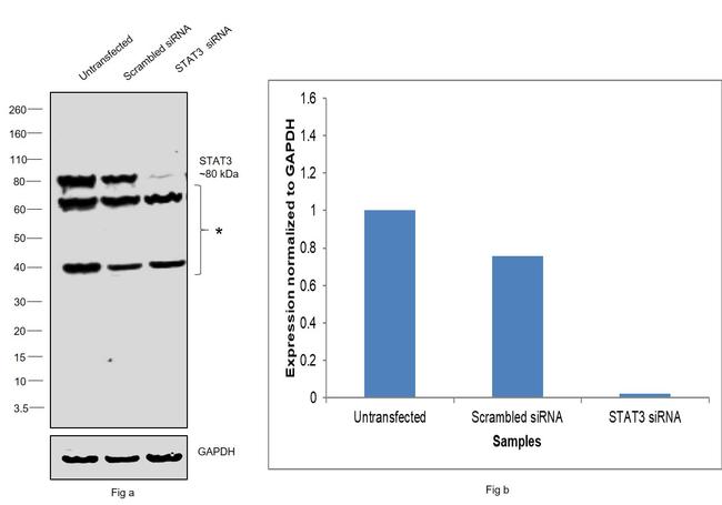 STAT3 Antibody in Western Blot (WB)